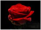 it for my love